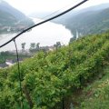spitz2010-80